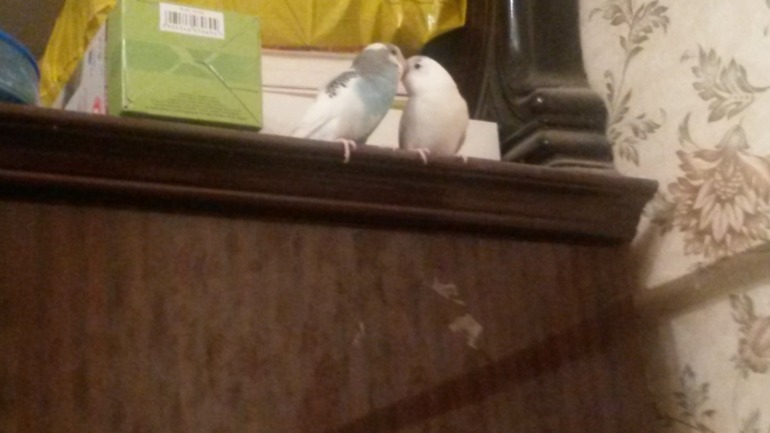 Птички мои, ручные, летают уже)))