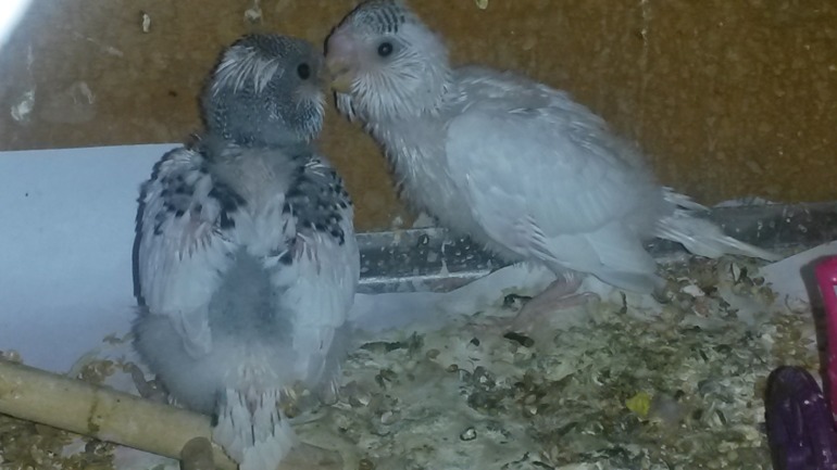 Детишки, уже большие