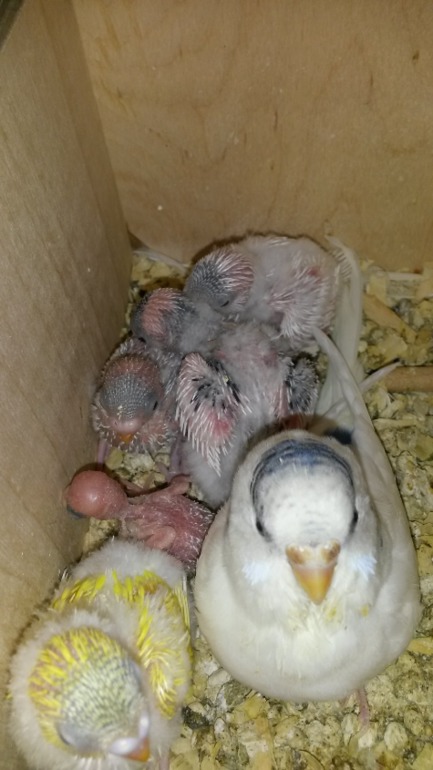 А мы уже с перьями)))