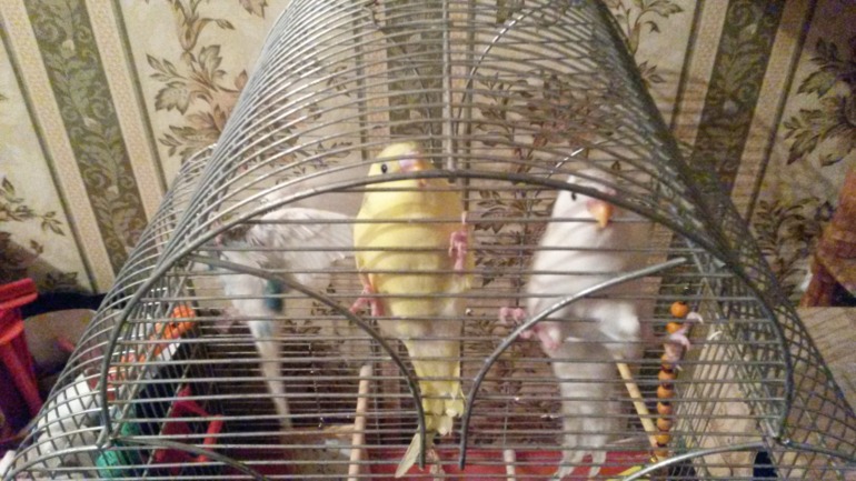 Птички мои, ручные, летают уже)))