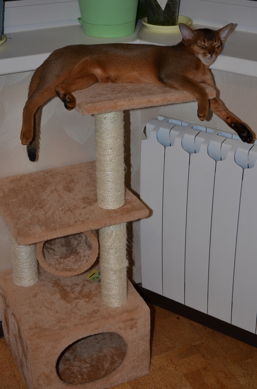 Кот и когтеточка