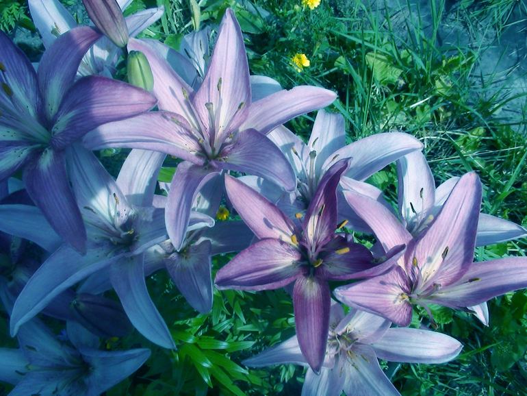 Задание №6 три способа цветокоррекции фотографии