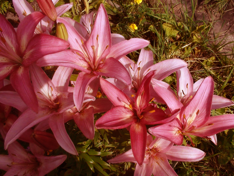 Задание №6 три способа цветокоррекции фотографии