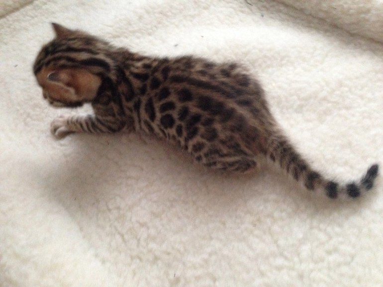 Вот решила поделиться радостью ))) Моя кошандра родила!!!Вот и я скоро на подходе...