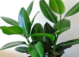 Помогите расшифровать.