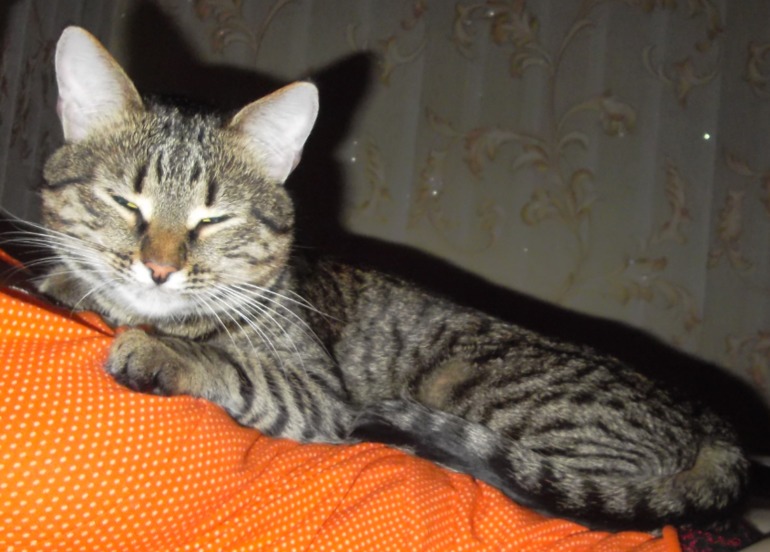 Удивил кот!