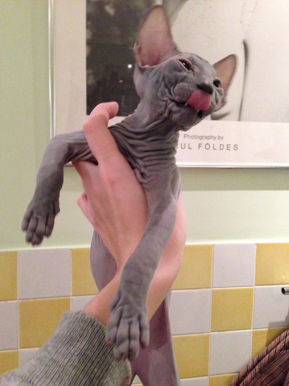 Продается сфинксенок-девочка!