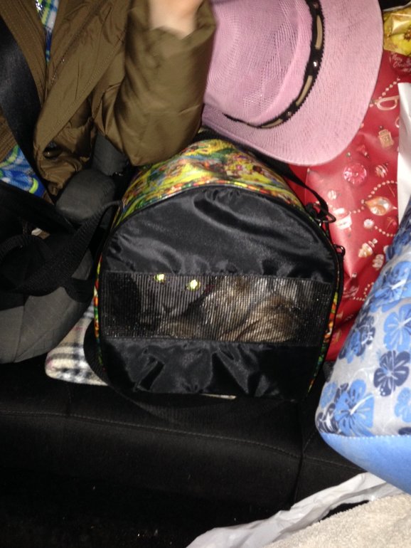 Животные в новом доме)