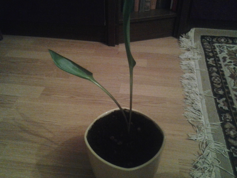 что это????)))