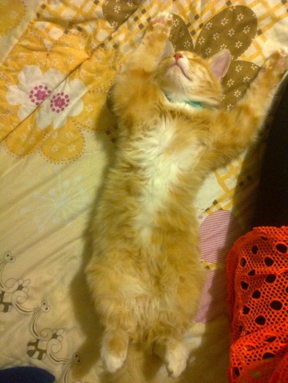 вот так вот спит мой рыжик