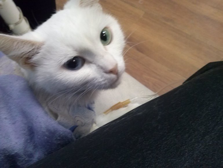 Бедная моя Алиска(((продолжение