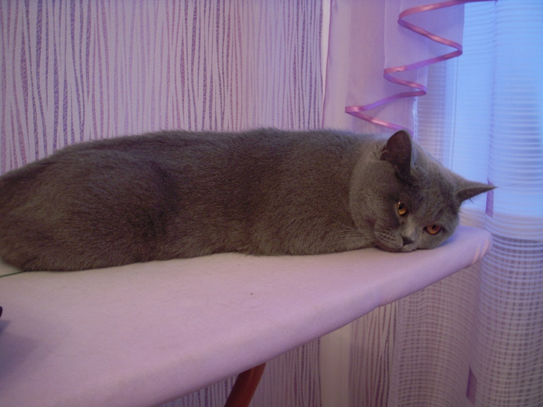 Беременнось кошечки
