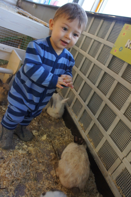 Случайный зоопарк