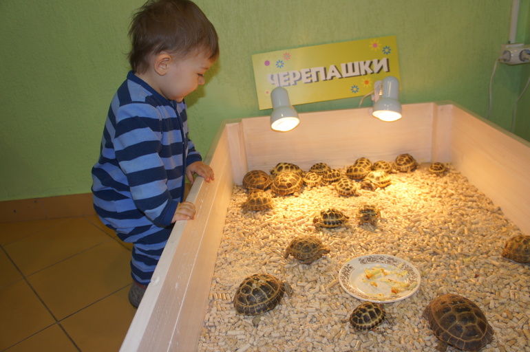 Случайный зоопарк