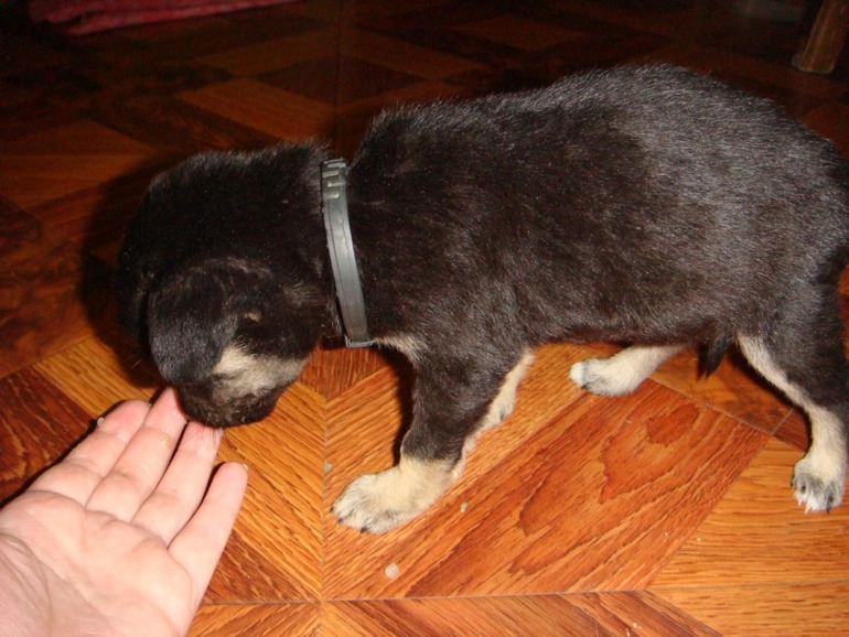 Вопрос про собачку?