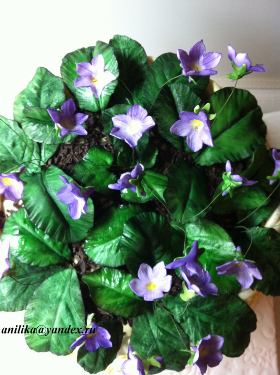 Мои лесные фиалки