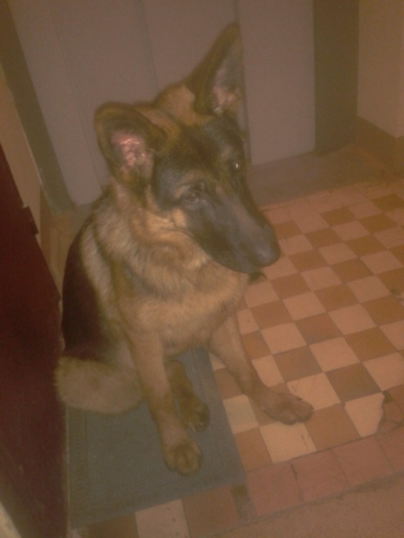 Телефонофото