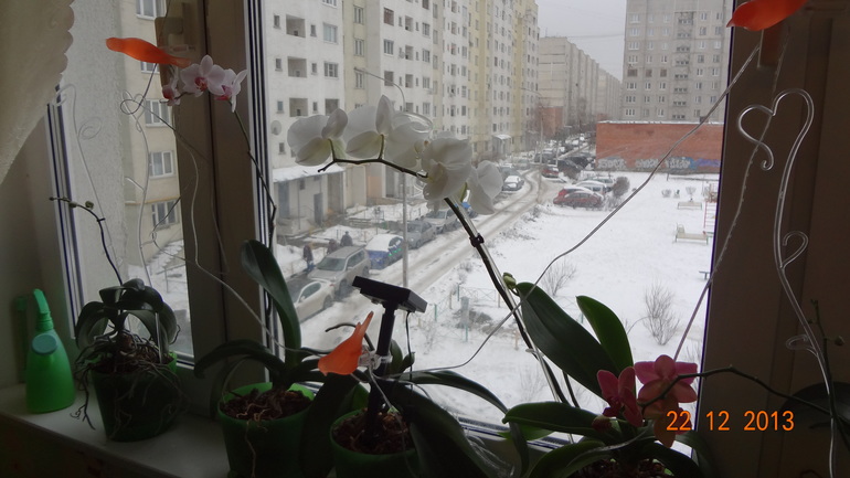 Долгожданное цветение.