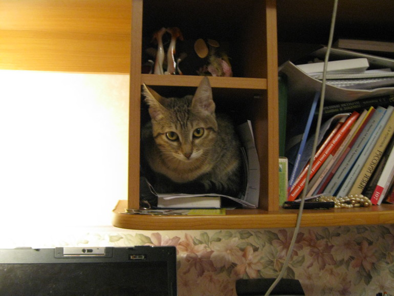 А вот и моя зверинда