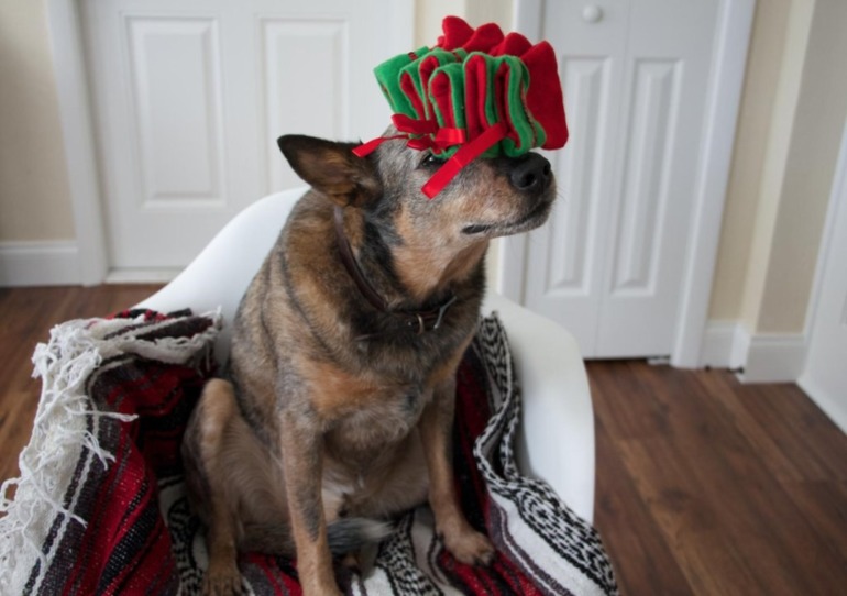 Новогодний пес)))