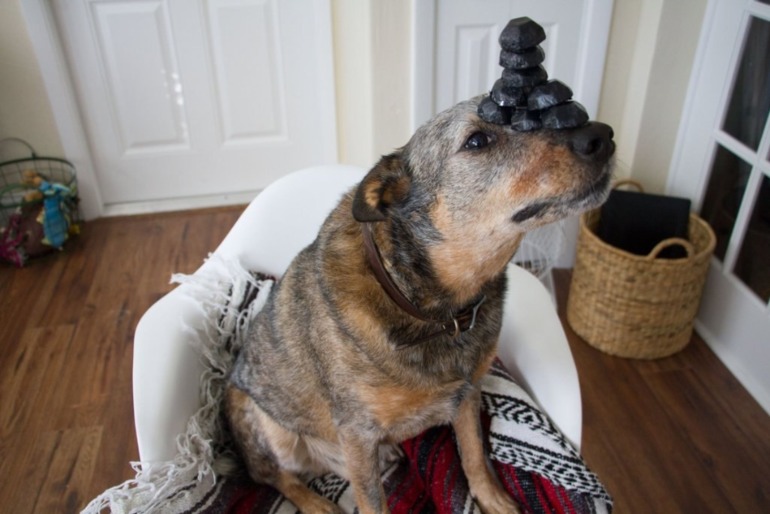 Новогодний пес)))