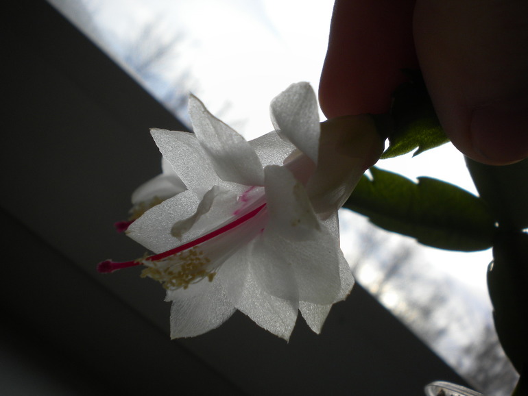 шлюмбергера malissa