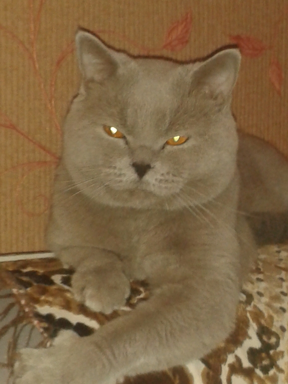 Моя живность