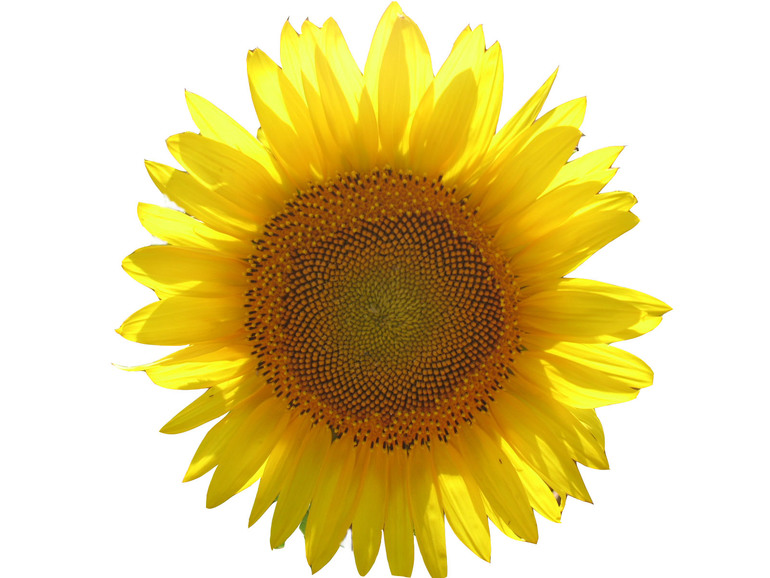 Контрольное задание № 10. Использование быстрой и обтравочной масок