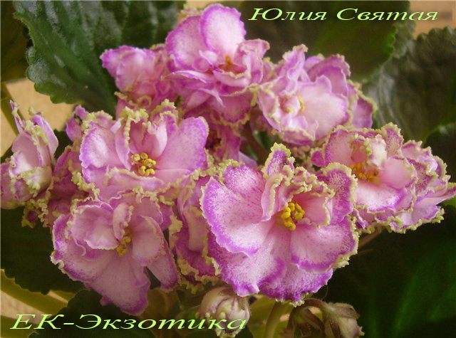 фото фиалка ек-экзотика