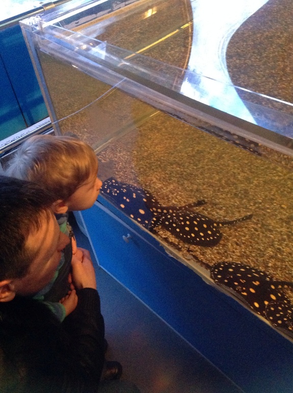 Аквариум-океанариум