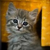 Совместник РИОЛИС. Записываемся!