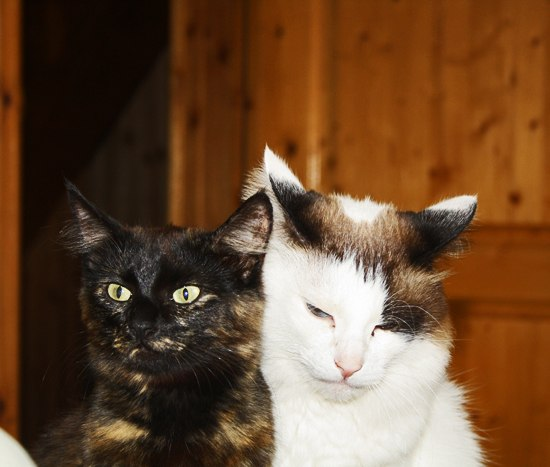 Решила выложить свою стаю)) не всю, конечно, но основную ее часть)))