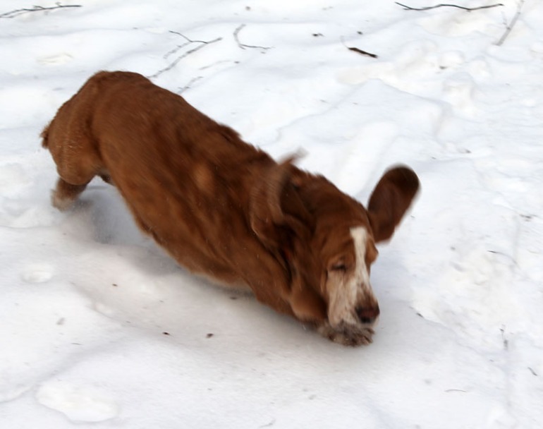 Басофотки:)