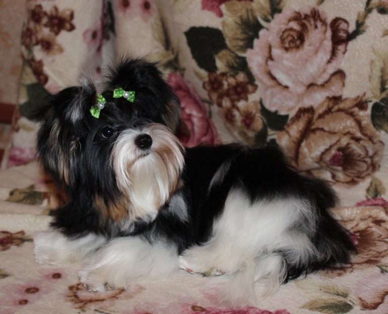 Ну вот мы и подросли) 6.5 мес.