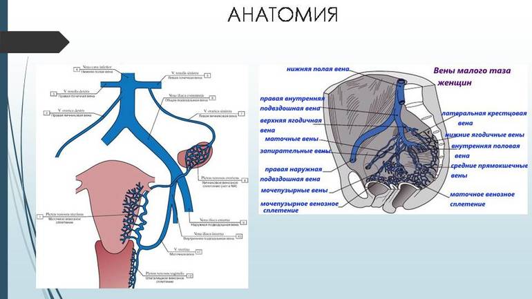 Вены Аркуатного Сплетения