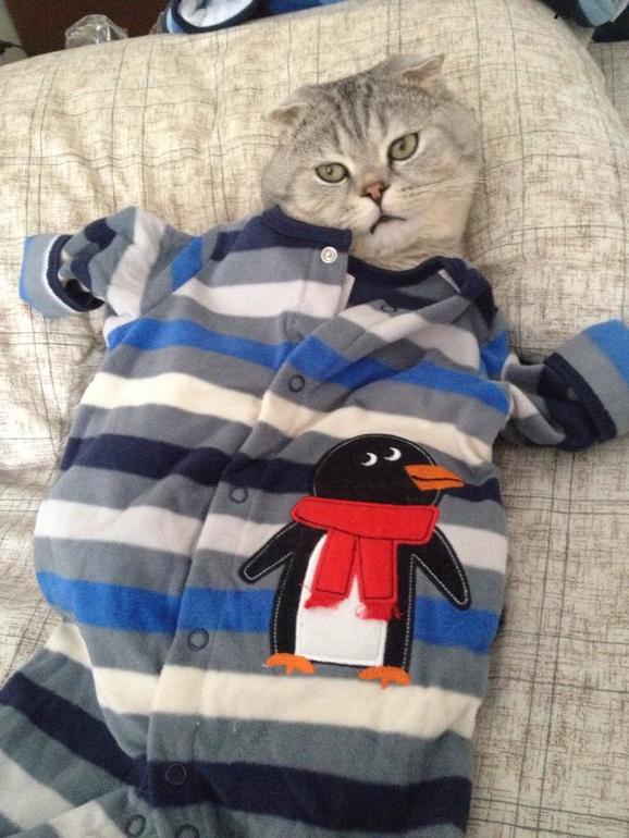 Тренируемся на кошках)))