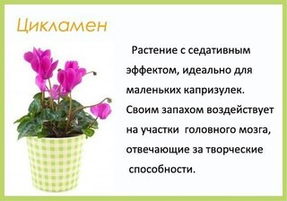 Растения в детской