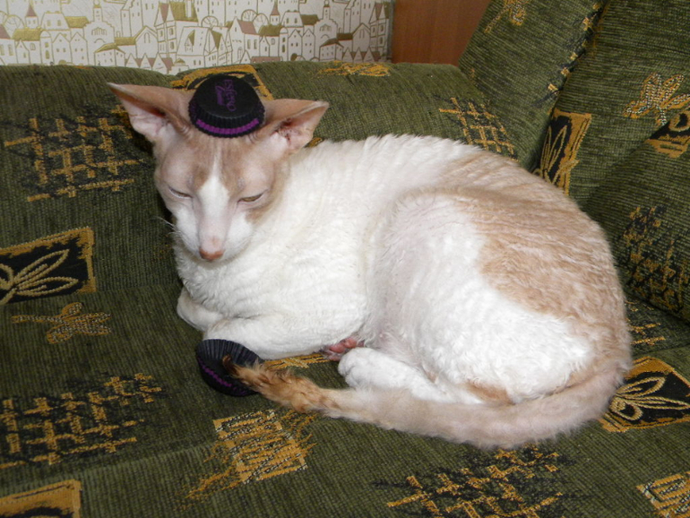 Котейка Фентос : ) Феня
