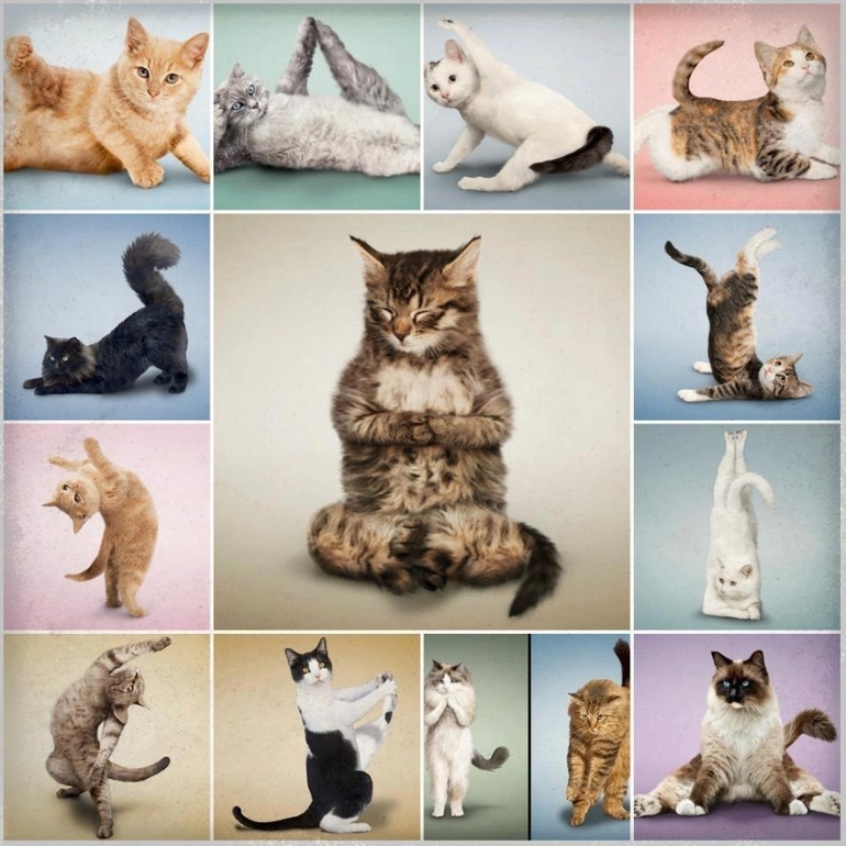 КОТЭ йога