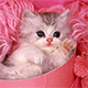 ИМЕНИННИЦЫ ღ ღ ღ 21 марта ღ ღ ღ !!!