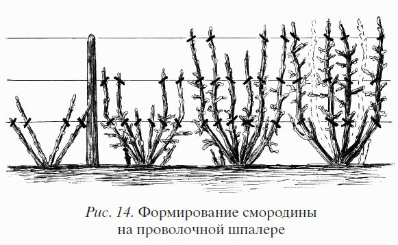Садово-огородный марафон день 7