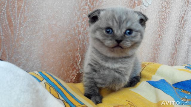 Смотрите)))))