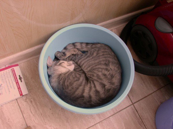 Жидкие коты ^_^
