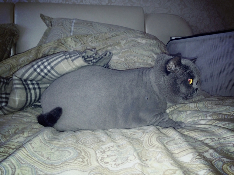моб