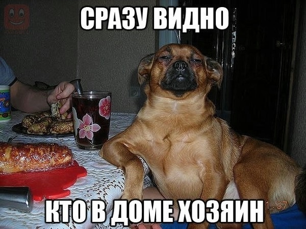 О кошках и не только...