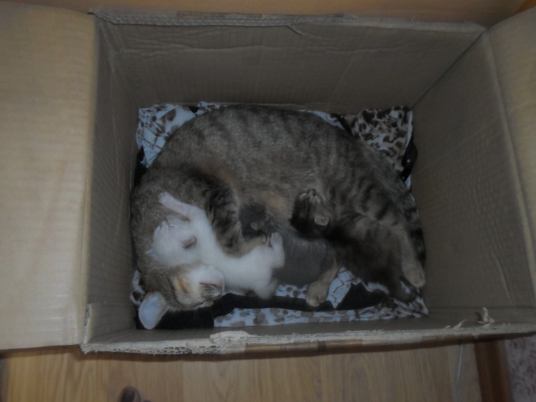 Кошки - моя любовь