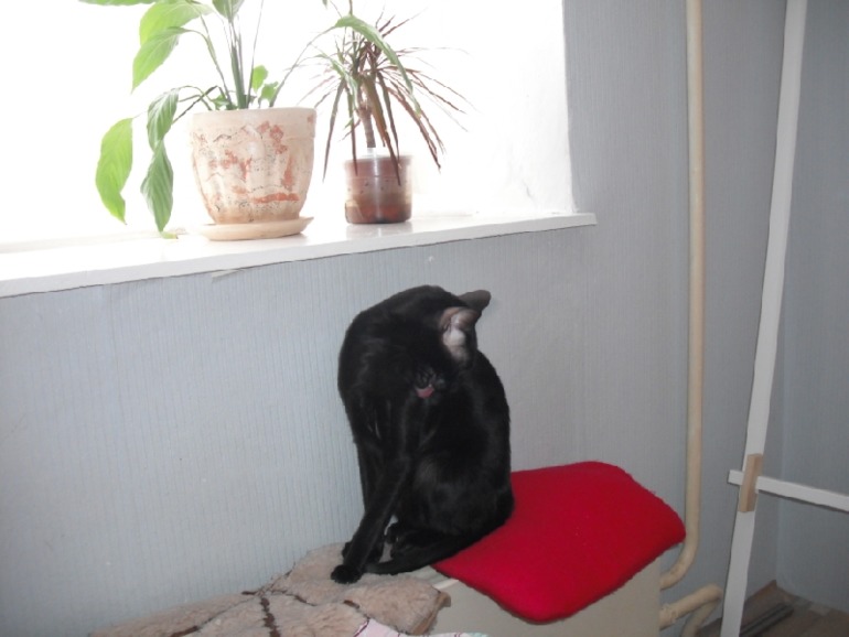 Мой кот Дали