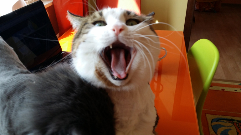 Коты стриженные обсохшие