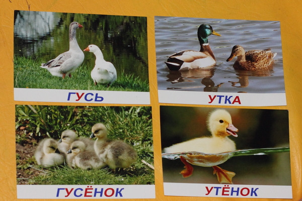 ТН "Птицы". День 3 "Птичий двор"