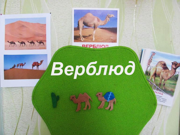 День Верблюда